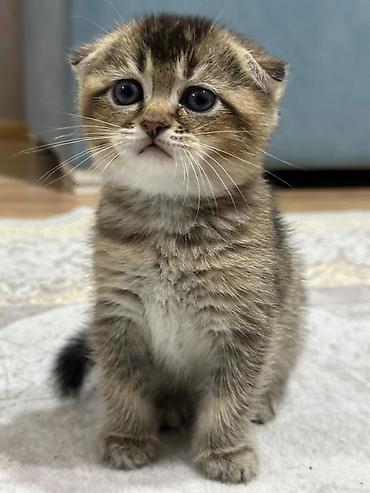 Pişiklər: Şotland yastı qulaq — 26