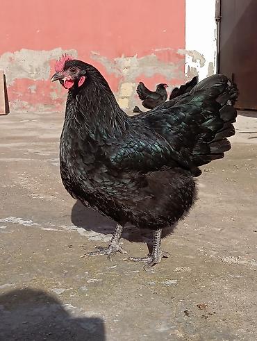 rahibe toyuqu: Toyuq, Damazlıq — 6