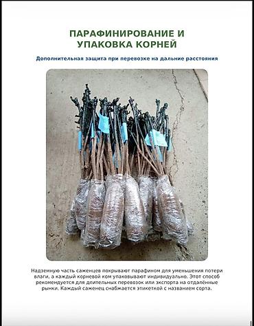 куплю черешню оптом: Саженцы вишни и черешни, опт Саженцы с открытой корневой системой — 4