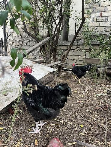 ınqbator: 2 ədəd 8 ay yarımlıq xoruz satılır.Öz toyuğum çıxarıb inkibator — 3