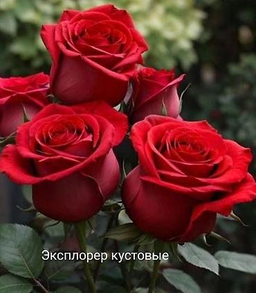 Rose saplings: Кустовые розы — сорта: - Э Шропшир Эд (№534): густомахровые — 4