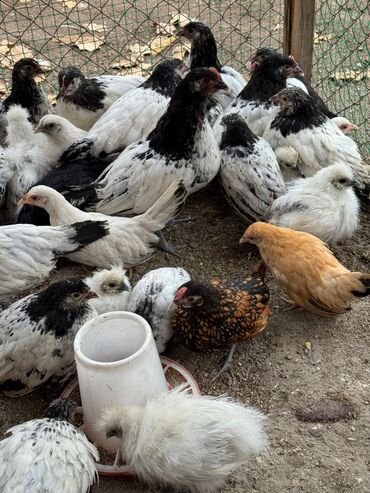 продажа домашних кур: Продаю | Куры, Петух
