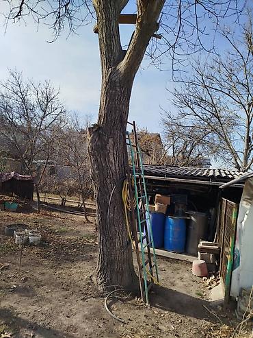 алма кол: Продаю плодовое дерево (орех/грецкий, крупный ствол) для заготовки — 2
