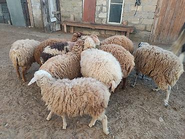 Quzu: Erkey qoyunlar 8 eded hamsi erkeydi — 7