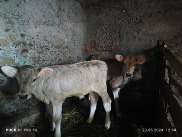 Коровы, быки: Продаю | Тёлка | Швицкая | Для молока | Искусственник