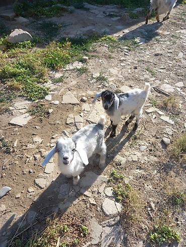 keci satışı: Keci satilir ekiz balalar ile Unvan Ceyranvatan tam saqlam heyvanlardi — 4