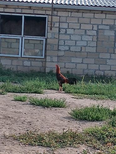 ucuz toyuq satisi: Səməni tonlu, qara quyruqlu doyuşgen xoruzu tecili satilir ve — 2