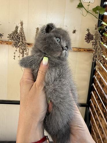 кошка породистый: Скотиш Фолд (Шотландская вислоухая), 1 месяц, Мальчик, Голубой, Приучена к лотку — 3