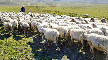 ferma işi 2025: # Ailəli Çoban Axtarılır Təsərrüfatımıza uzunmüddətli işləmək üçün — 1