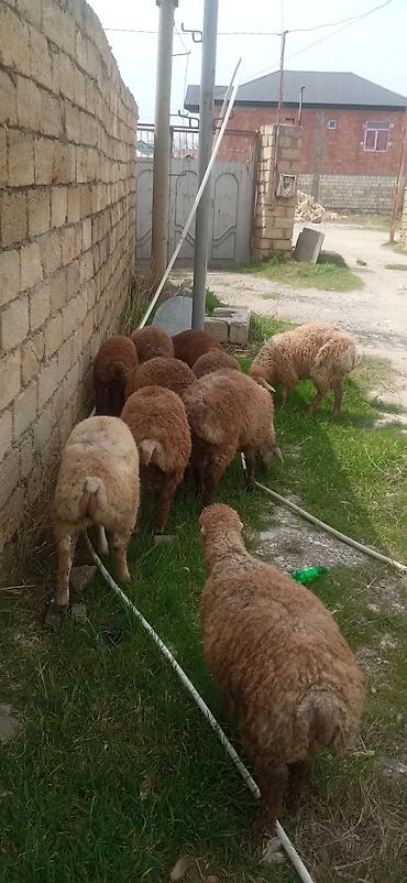 eşşək sudu satışı: 12 kilodan 15 kiloyacan var razılaşmaq olar — 4