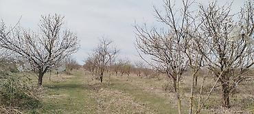 mingecevirde torpaq satisi: 263 sot, Kənd təsərrüfatı, Mülkiyyətçi, Kupça (Çıxarış) — 10