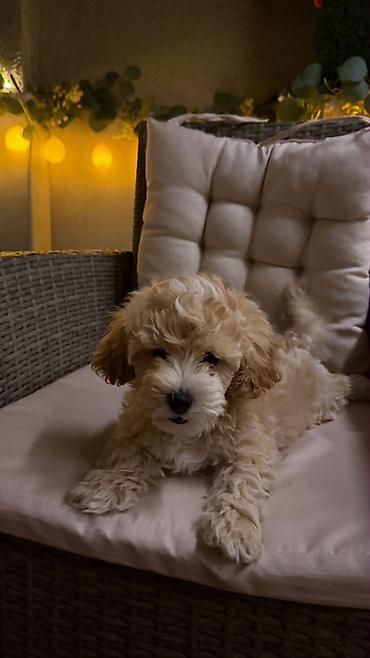 itlərin satşı: Maltipoo 3 ayliq erkek satilir — 2