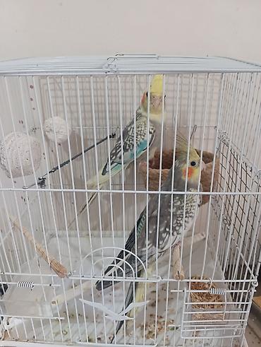bulbul quşu satışı: Nimfalar (Cockatiel) cütü – qəfəs və aksesuarlarla - Növ: Nimfa — 3