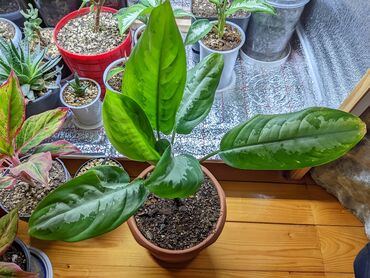 bitki guli: Aglaonema "Silver Bay". Torf, kokobit və bioqumus qarışığına əkilib