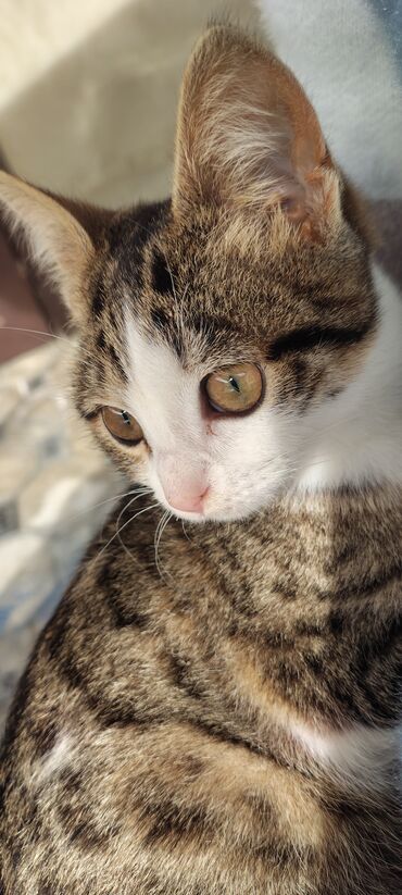 Pişiklər: Tabbi, Dişi, Yaxşı əllərə, Pulsuz çatdırılma — 10