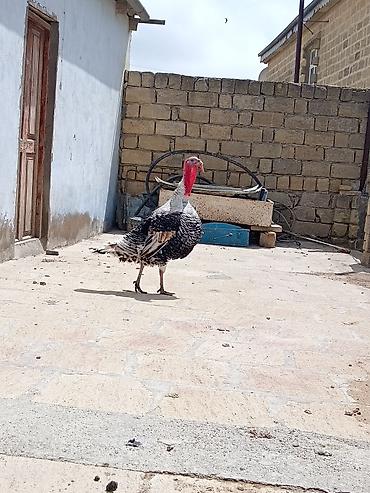 Hinduşkalar: Erkək, Damazlıq — 9