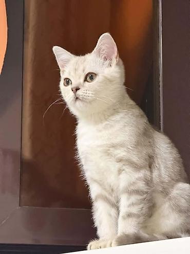шотландская золотая шиншилла: Скотиш Фолд (Шотландская вислоухая), 3 месяца, Мальчик, Серебристая шиншилла, Приучена к лотку — 4