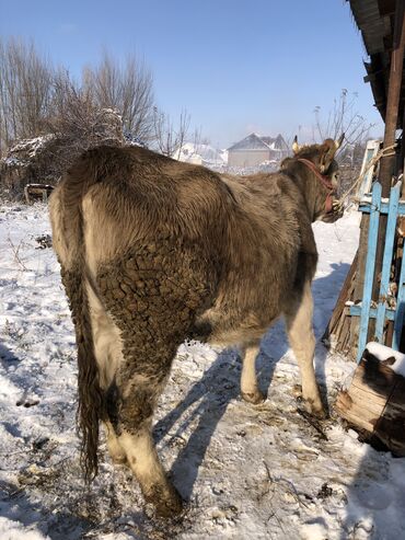 продаю теленка: Сатам | Уй (ургаачы), Кунаажын, Музоо | Алатоолук | Көбөйтүү үчүн, Сүт алуу үчүн | Бооз