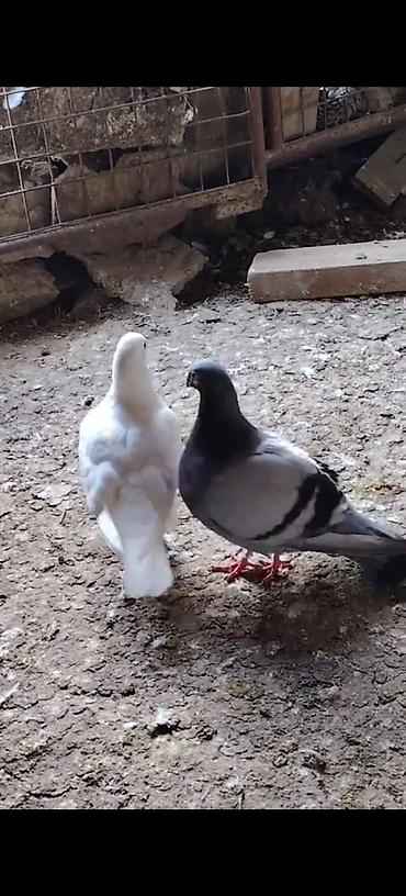papuqay type 0: Draconlar hazir cutlerdi qisa dimdiklerdendi beleleri az azdi. Ag — 1