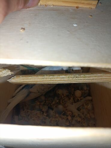 Tutuquşları: 2 popuqaydı dest hamsı bır yerde satıram 60 man — 3