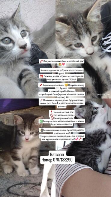Отдам даром кошку: Кошка даром: Беспородная, 2 месяца, Девочка, Приучена к лотку