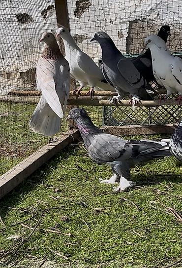 Göyərçinlər: Tek tek de satılır optavoyda — 1