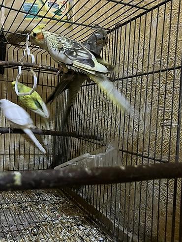 Tutuquşları: Salam. Birinci şəkildəkilər cütdülər ağ rənglə yaşıl sarılı olan onlar — 6