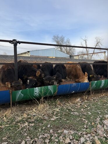 Коровы, быки: Продаю | Бык (самец) | На откорм — 4