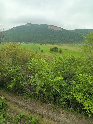 bişkekdə sahə: 123 sot, Kənd təsərrüfatı, Kupça (Çıxarış)