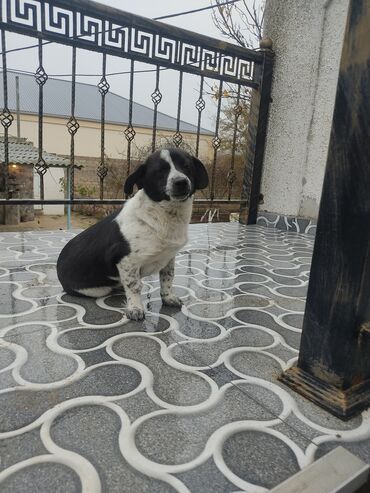 İtlər: Zvonok, 8 ay, Dişi — 6