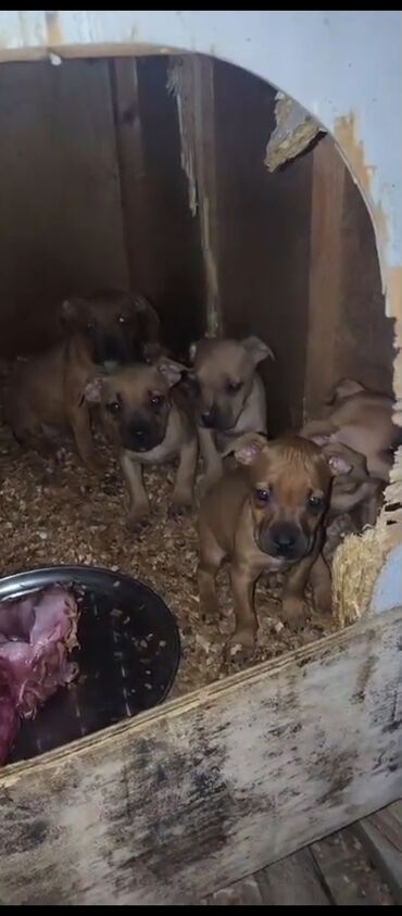 Gəmiricilər: Pitbul, 1 ay, Erkek, Sənədli, Ünvandan götürmə