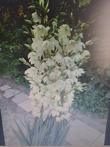 Смородина: Смородина — 17