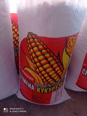 продажа кукуруза: Семена кукурузы сорт,Ала-тоо" гибрид ф1.направление зерно -силос