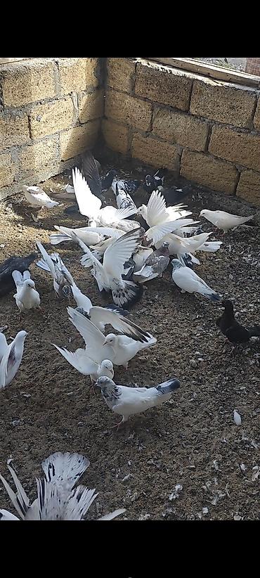 satılan atlar: Tərgizmə heyvanlardi kom satilir tek tek satilmir — 7