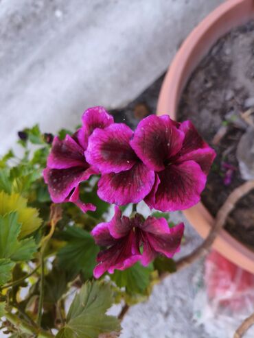 садовые розы: 🌸 Продаю красивые герани (пеларгонии) 🌸 Уходовые и здоровые растения