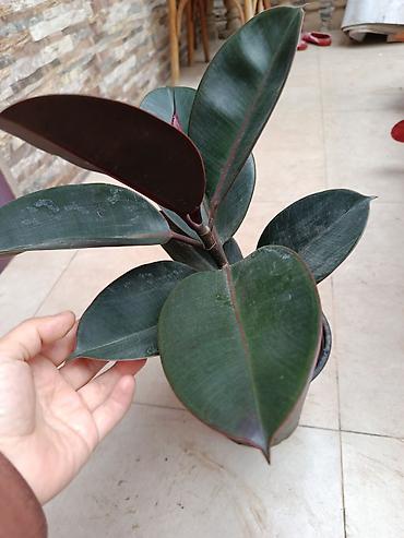 Bağ və bostan üçün digər məhsullar: - Zanbaq (Hemerocallis) – narıncı lecekli gül 8 azn satilir — 5