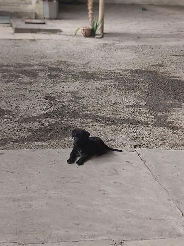 Labrador-retriver, 2 ay, Erkək, Peyvəndli