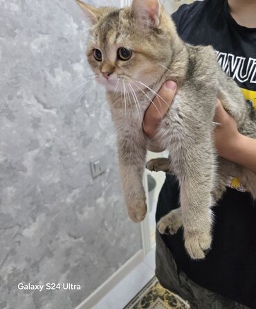 котенок в добрые руки: Кошка Шотландская прямоухая с документами прививками отдам в хорошие