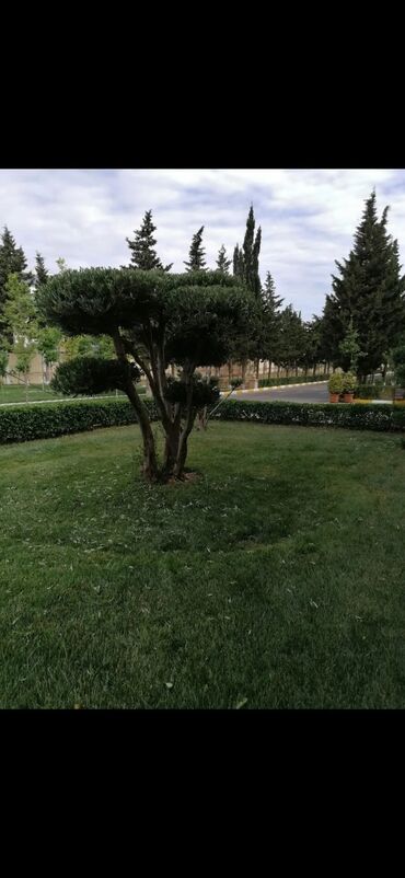 Bağbanlar: Bağban, 44 yaş, 5 ildən artıq təcrübə — 9