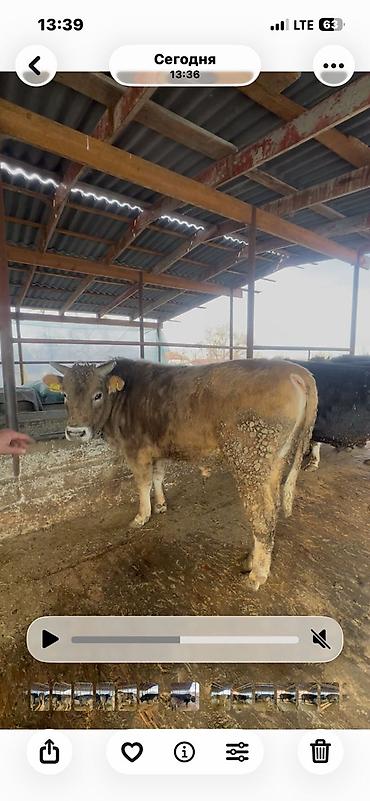 Коровы, быки: Продаю | Бык (самец) | Полукровка, Голштин, Швицкая | На забой | Привязанные — 2