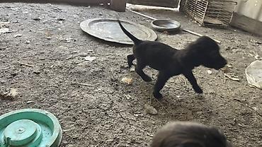1 ay, Erkək, Peyvəndli