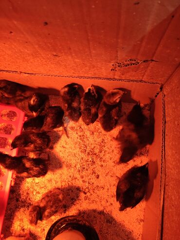 животные в зоомагазине: Цыплята Джерси больше 2-х недели 280 сом, осталось 14 голов