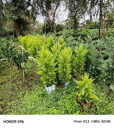 xolikan bitkisi: Thuja (Qızıl şam, leylandi tipli dekorativ iynəyarpaq) fidanları - — 3