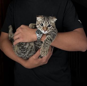 pitomnik temir: Вислоухая шотландская девочка ищет любящую семью! 🐾 Очень ласковая и — 1