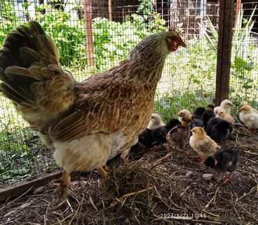 продажа цыплят несушек: Продаю домашних двух недельных цыплят с квочкой, в количестве 20 штук