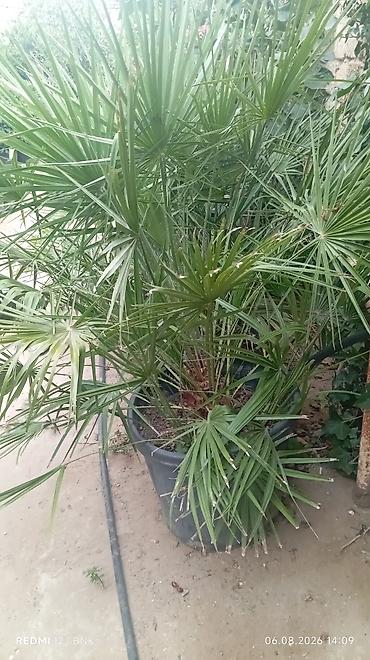 zeytun tursusu: Mediterranean üslubunda zeytun ağacı – formaya salınmış topiar Məhsul — 10