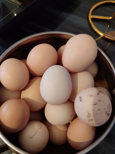 домашние яйца цена бишкек: Жумуртка домашный