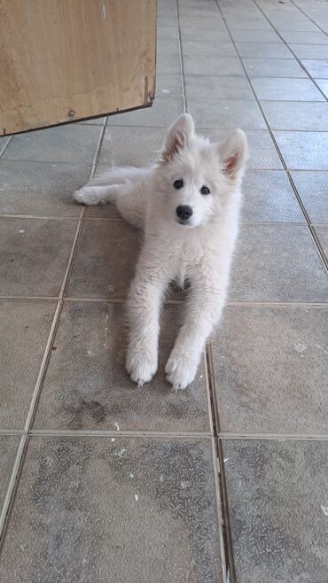 balaca boyumeyen itler: Samoyed, 2 ay, Dişi, Sənədli, Ünvandan götürmə