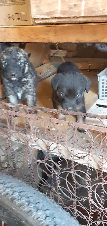 İtlər: Alman çoban iti, 1 ay — 20