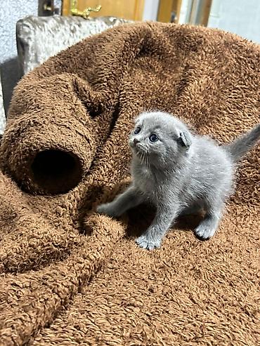 Pişiklər: Britan — 15